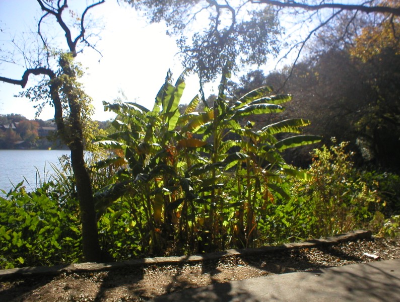 palms near lake.JPG